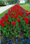 tulips.jpg (73545 bytes)