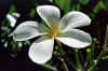plumeria.jpg (20997 bytes)