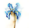 iris