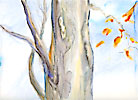 tree trunk