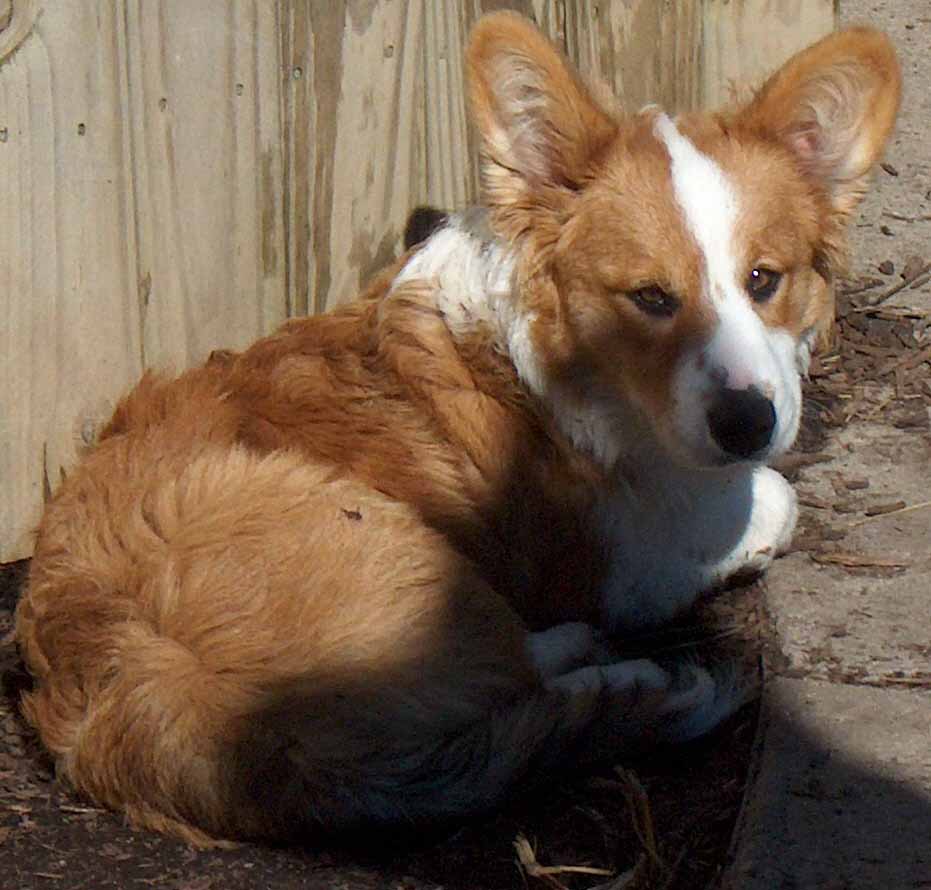 Toby