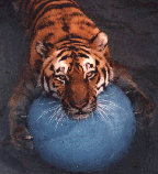 Other cool animals