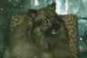 thm_BONGSHIM_WIDE.jpg