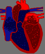 beating heart