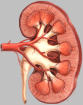 kidney