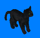 Black Cat