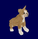 Boxer