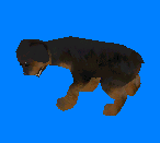 Snub-nosed Rottweiler