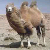 Camels have played an important part in the lives of many people for at least four thousand years. And this is mainly because camels have the ability to live in places where other large animals could never survive. 
In huge deserts like the Sahara, the climate can be too hot and dry for most animals. There are places where rain doesn't fall for months, or even years. The sand may stretch for hundreds of miles, and animals may have to walk for days to reach water.