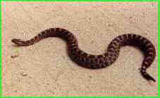 Class Amphibia: Order Caecilia 
Not snakes. From Caecilian taxonomy (site vanished): 
No, they aren't people from southern Italy, they are the least studied order of living amphibians (Lissamphibians). Caecilians are legless, occasionally eyeless, elongate, annulated, smooth-skinned, burrowing creatures which resemble earthworms about as much as is possible for a vertebrate. They are restricted to the moist tropics but distributed worldwide (except Australia and Madagascar). They are sometimes referred to as Gymnophionans or Apodans. 
Caecilians are currently classified into six families: 
Family Rhinatrematidae, Family Ichthyophiidae, Family Uraeotyphlidae, Family Caeciliaidae, Family Scolecomorphidae, Family Typhlonectidae, 

Class Reptilia:This class has several subclasses. For more information see my source, Classification of Living Reptiles or Animal Diversity Web: Class Reptilia . 
Family Pygopodidae: Not Snakes! Legless lizards, Subfamily Pygopodinae, Subfamily Lialisinae, Suborder Serpentes, Snakes! 
Superfamily Typhlopoidea (Scolecophidia): Family Anomalepidae, Family Typhlopidae, Family Leptotyphlopidae (Glauconiidae) 
Superfamily Henophidia (Boidea): Family Acrochordidae, Family Aniliidae (Ilysiidae), Family Boidae, Family Bolyeridae, Family Loxocemidae, Family Tropidophiidae, Family Uropeltidae, Family Xenopeltidae 
Superfamily Xenophidia: Family Atractaspididae, Family Colubridae, Family Elapidae, Family Hydrophiidae, Family Viperidae