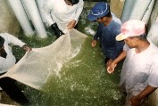 MANUAL NETTING
