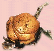 RafflesiaArnoldi