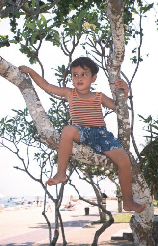 Monkey ?