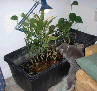 Corner Pond in Livingroom with Mau-Re fishing