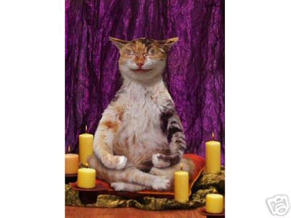 meditating kitty
