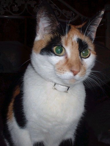 Patches