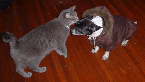 Sparky and Mau-Re are about the same size!