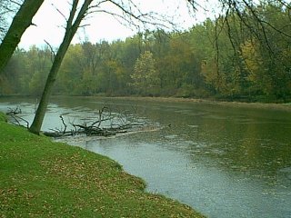 Tree in River