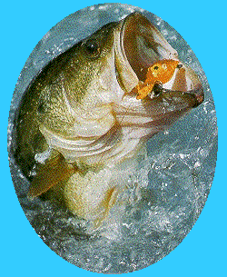 Bass Devil Point System