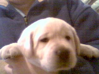 4 weeks