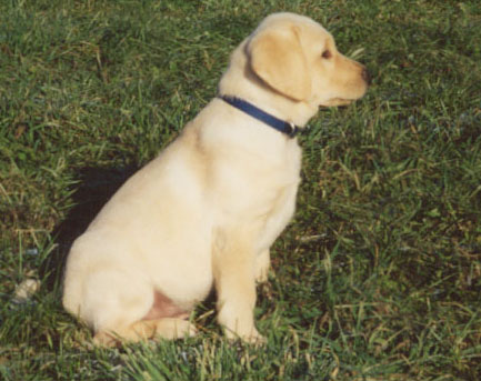 10 weeks