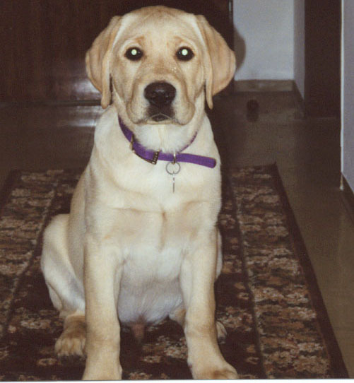 15 weeks old