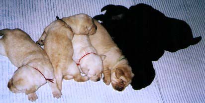 Angus is the first pup on the left