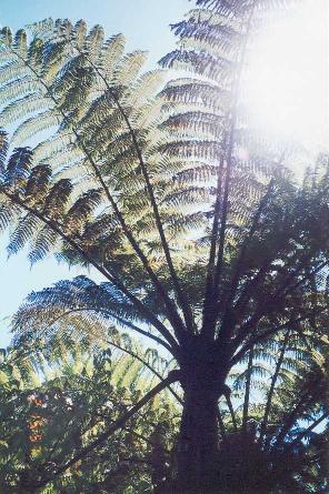 Giant Tree Fern