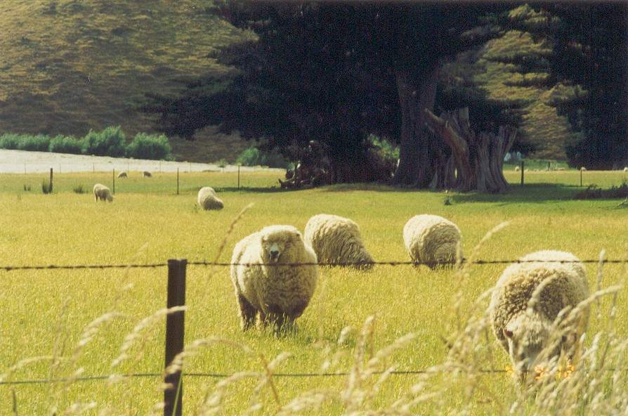 sheep