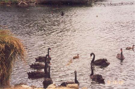 wstrnspringswans