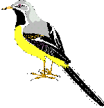 bird