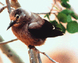 bird