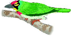 bird