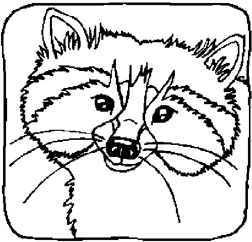 RACCOONR.gif (9097 bytes)