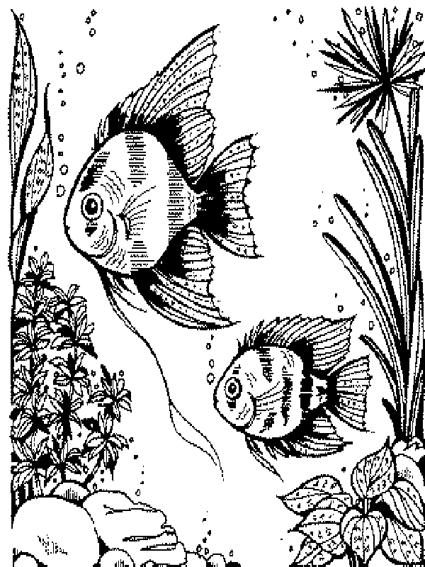 fish.gif (30203 bytes)