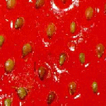 closeup 3