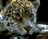 what20.gif (8174 bytes)