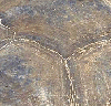 what25.gif (10463 bytes)