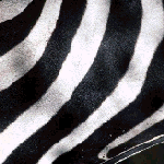 closeup 5