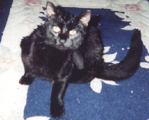 My other kitty Shadow!