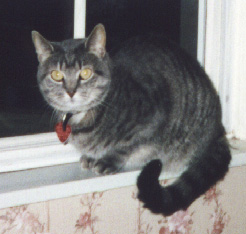 My kitty Whiskers!!