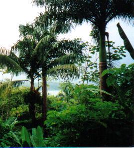 groen in Corcovado