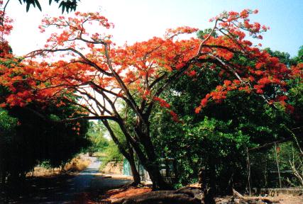 felrode flamboyant