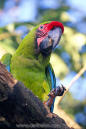 Ara ambigua (groene ara)