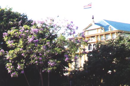 bloeiende jacaranda