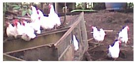 Poule de Bresse