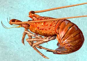 langosta