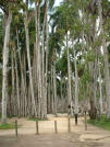 Suriname