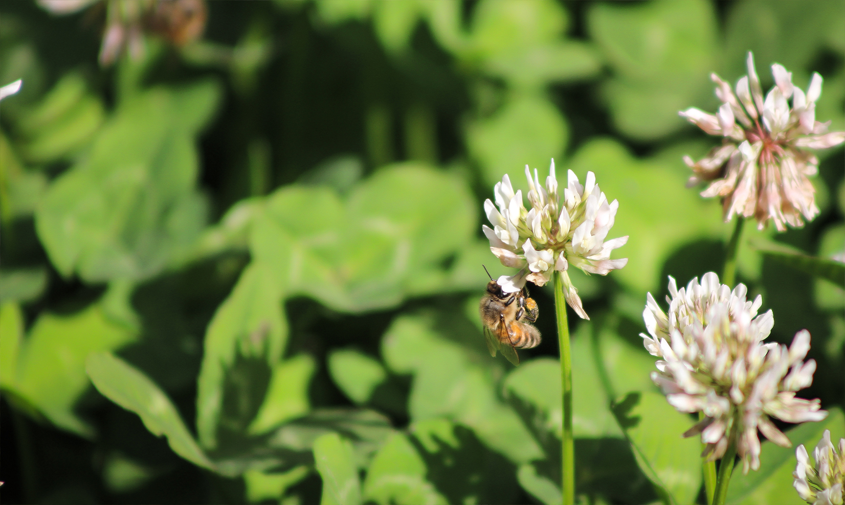 bee