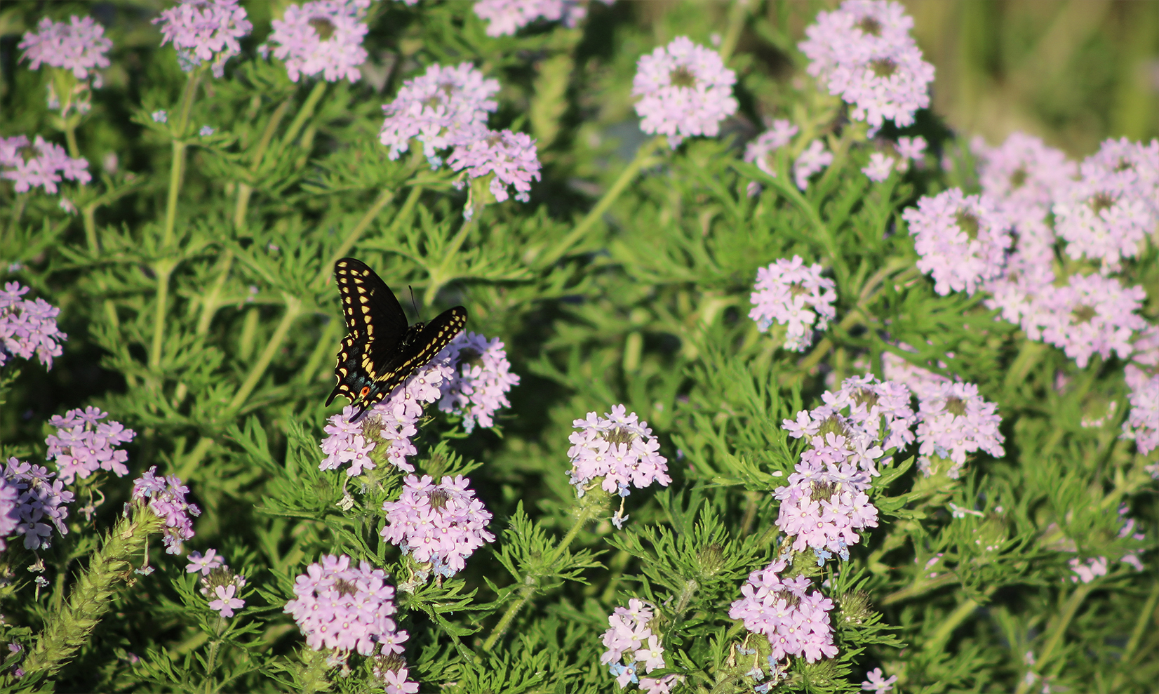 butterfly1